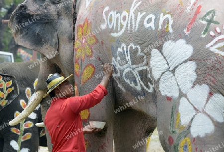 Das Songkran Fest oder Wasserfest zum Thailaendischen Neujahr ist im vollem Gange in Ayutthaya noerdlich von Bangkok in Thailand in Suedostasien.  