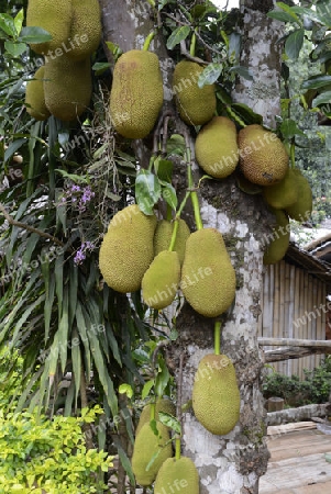 Jackfruechte an einem Baum beim Dorf Mae Hong Son im norden von Thailand in Suedostasien.