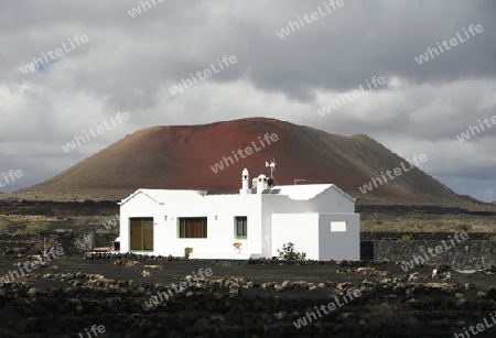 a House in the landscape of volcanic Hills on the Island of Lanzarote on the Canary Islands of Spain in the Atlantic Ocean.
