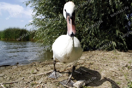 schwan am strand