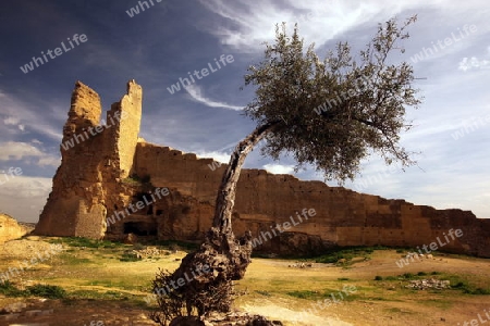 The Citywall in the old City in the historical Town of Fes in Morocco in north Africa.