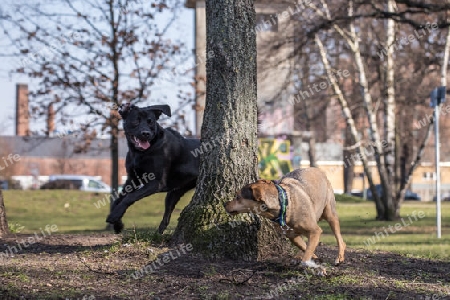 spielende Hunde