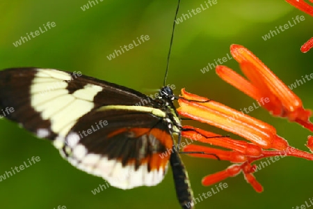 Schmetterling