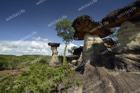 Die Landschaft und Pilzfoermigen Steinformationen im Pha Taem Nationalpark in der Umgebung von Ubon Ratchathani im nordosten von Thailand in Suedostasien.