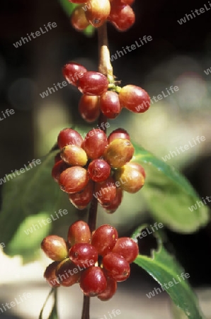 The coffee Plantations in the Hills of Copan in Honduras in Central America,