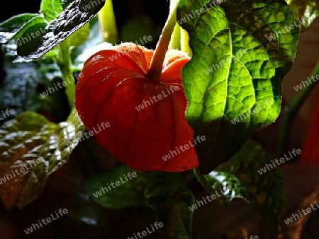 Physalis