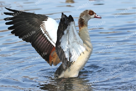 Nilgans vor dem Abflug