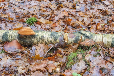 Birken-Zungenporling,Piptoporus betulinus(Porlinge) an einer abgestorbene Birke