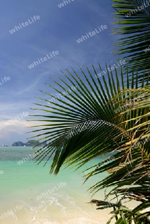 A Beach on the Island of Ko PhiPhi on Ko Phi Phi Island outside of the City of Krabi on the Andaman Sea in the south of Thailand. 