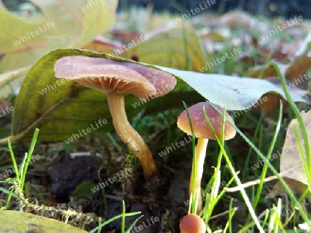 Wiesenpilz unter Laub I