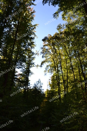 Wald1