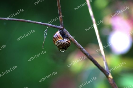 Schnecke