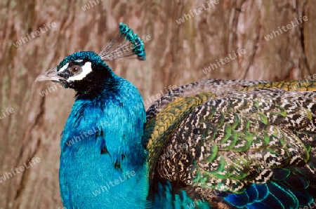 Blauer Pfau