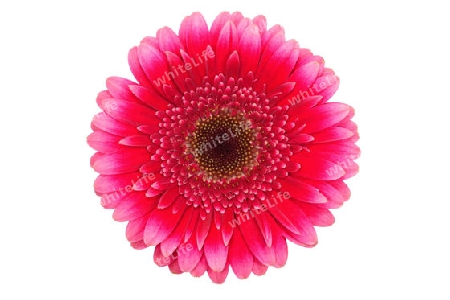 Gerbera