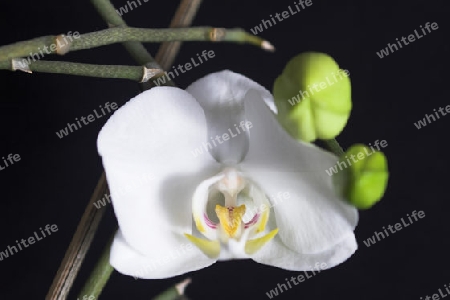 Weisse Orchidee