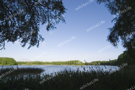 Waldsee