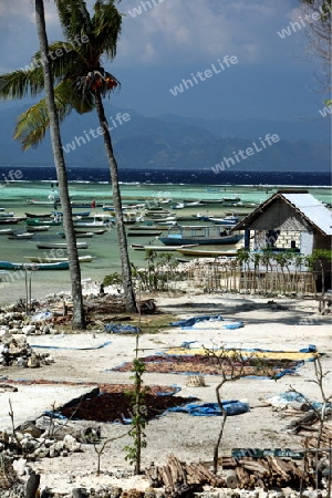 Die Ernte in der Seegrass Plantage auf der Insel Nusa Lembongan der Nachbarinsel von Bali, Indonesien.