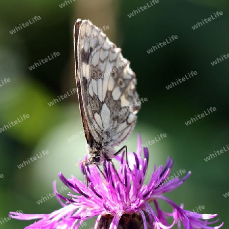 Schmetterling auf Blume