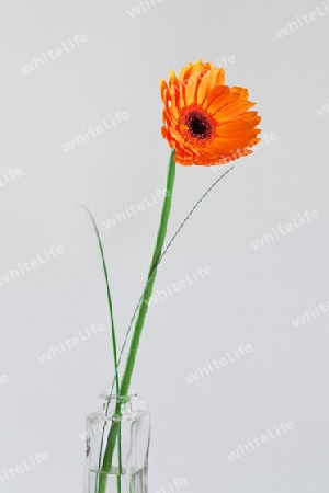 Gerbera_03