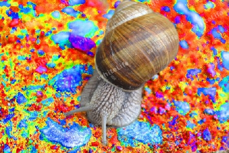 Schnecke 6