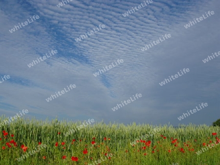 Mohn zum Himmel