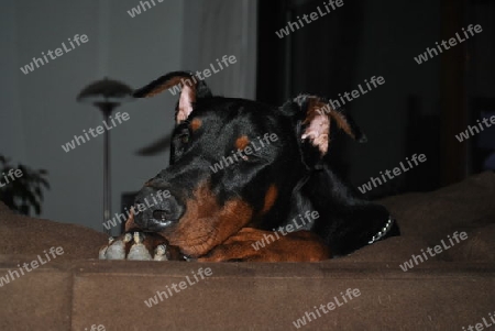 Dobermann