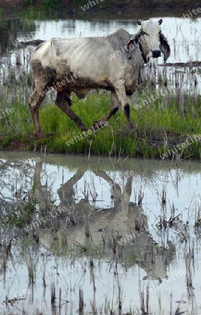 Rinder auf der Weide in einem Reisfeld in der Provinz Amnat Charoen nordwestlich von Ubon Ratchathani im nordosten von Thailand in Suedostasien.