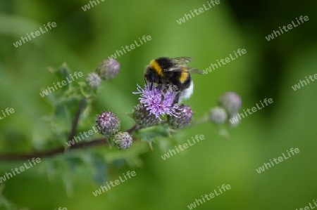 Hummel