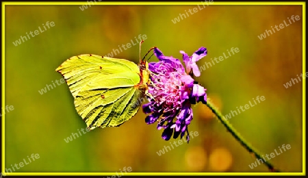 Schmetterling mit Bl?te