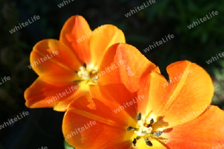 Tulpe orange 2