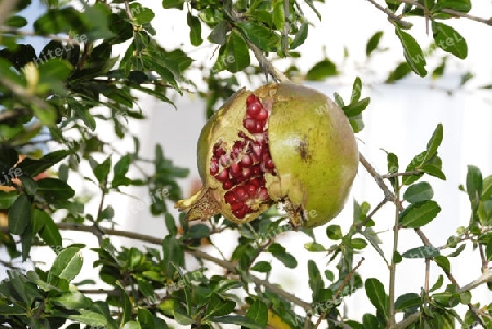 Pomegranate