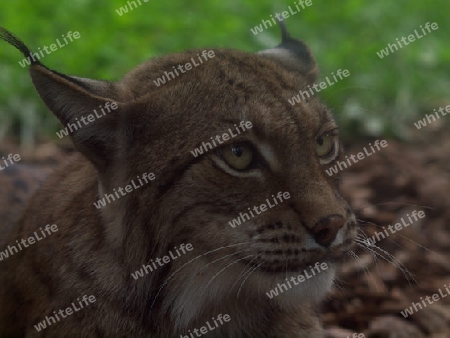 europaeischer Luchs