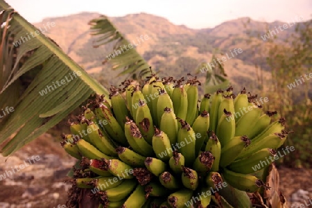 Bananen in der Landschaft beim Bergdorf Maubisse suedlich von Dili in Ost Timor auf der in zwei getrennten Insel Timor in Asien.