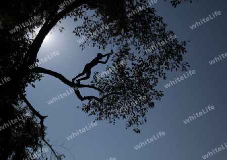 Knaben springen von einem Baum ins Wasser des Mekong River bei Luang Prabang in Zentrallaos von Laos in Suedostasien. 