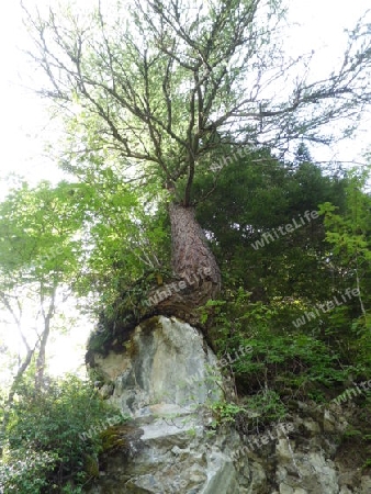 Baum auf Fels