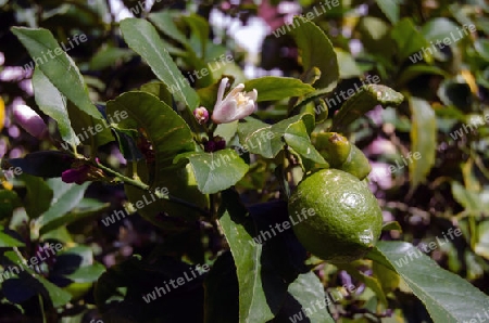 Zitronenbl?ten und unreife Frucht