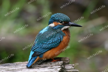 Eisvogel in Waldaue