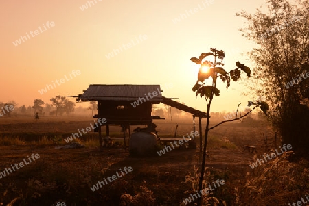 Die Landwirtschaft mit Reisfeldern im Winter bei Amnat Charoen im Isan im osten von Thailand,