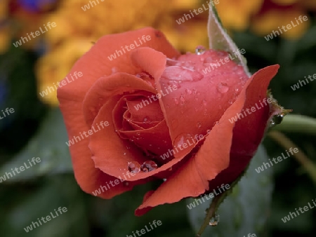 Rose mit Regentropfen