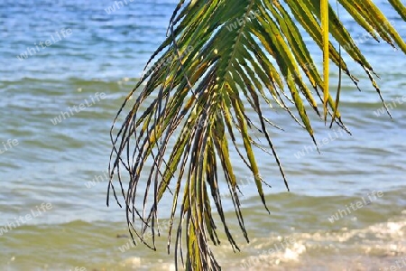 Beautiful palm trees at the beach on the tropical paradise islands Seychelles