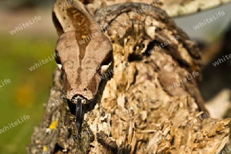 Boa constrictor