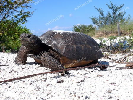 Schildkr?te auf Sanibel Island