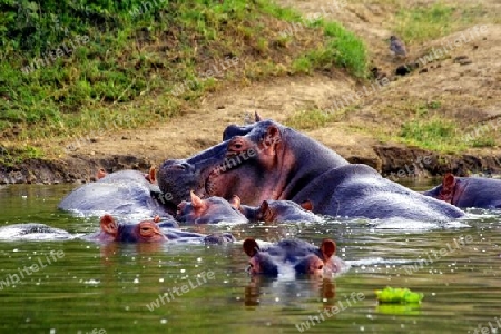 Hippo2