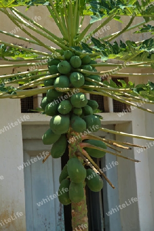 Papayabaum in Sri Lanka