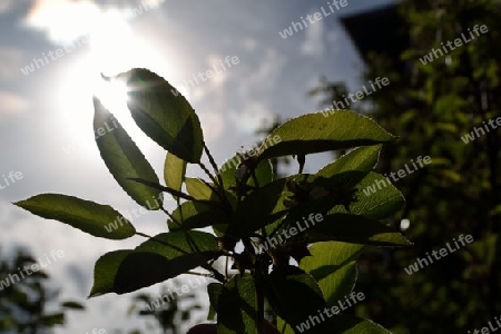 Bl?tter mit Bl?ten und Sonne