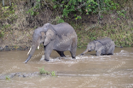 Afrikanische Elefanten (Loxodonta africana), Mutter mit Jungtier beim durchqueren des Mara Flusses, Masai Mara, Kenia, Afrika