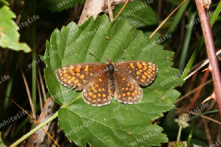 Wachtelweizen-Scheckenfalter (Melitaea athalia)