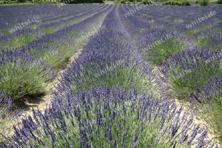 Lavendel 2