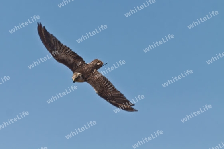 Adler beim ?bungsflug - Falknerei