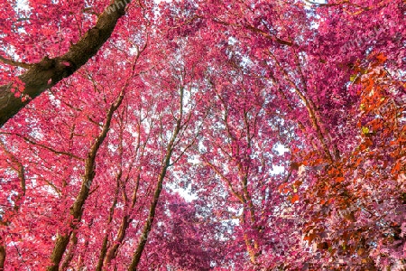 Beautiful pink and purple infrared panorama of a countryside landscape with a blue sky.